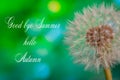 Good bye summer text White dandelions seeds on black background Royalty Free Stock Photo