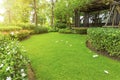 Good care landscape of smooth green grass lawn, Plumeria flowers on turf, trees with supporting, shrub and wooden trellis in a Royalty Free Stock Photo