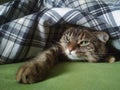 A good cat lies under a blanket