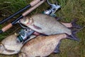 Successful fishing - pile of big freshwater bream fish and fishing rod with reel on natural background