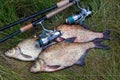 Successful fishing - pile of big freshwater bream fish and fishing rod with reel on natural background