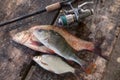 Big freshwater bronze bream or carp bream, white bream or silver bream, perch and fishing rod with reel on vintage wooden