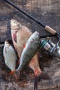 Big freshwater bronze bream or carp bream, white bream or silver bream, perch and fishing rod with reel on vintage wooden