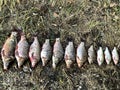 Good catch of fish on the lake. A lot of fish lies on the grass. Carp and crucian carp lies on the shore. Royalty Free Stock Photo