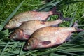 Pile of big freshwater common bream fish on green reed