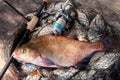 Good catch. Just taken from the water big freshwater common bream known as bronze bream or carp bream Abramis brama on landing