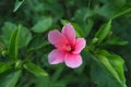 An early growth pink flower