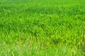 Good crops of winter wheat in the spring farm field. Green sprouts of winter wheat background. View of green meadow with Royalty Free Stock Photo