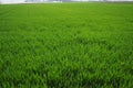 Good crops of winter wheat in the spring farm field. Green sprouts of winter wheat background. View of green meadow with Royalty Free Stock Photo