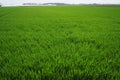 Good crops of winter wheat in the spring farm field. Green sprouts of winter wheat background. View of green meadow with Royalty Free Stock Photo