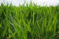 Good crops of winter wheat in the spring farm field. Green sprouts of winter wheat background. View of green meadow with Royalty Free Stock Photo