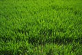 Good crops of winter wheat in the spring farm field. Green sprouts of winter wheat background. View of green meadow with Royalty Free Stock Photo