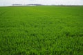 Good crops of winter wheat in the spring farm field. Green sprouts of winter wheat background. View of green meadow with Royalty Free Stock Photo