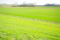Good crops of winter wheat in the spring farm field. Green sprouts of winter wheat background. View of green meadow with Royalty Free Stock Photo