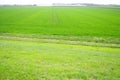 Good crops of winter wheat in the spring farm field. Green sprouts of winter wheat background. View of green meadow with Royalty Free Stock Photo