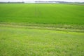 Good crops of winter wheat in the spring farm field. Green sprouts of winter wheat background. View of green meadow with Royalty Free Stock Photo