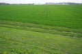 Good crops of winter wheat in the spring farm field. Green sprouts of winter wheat background. View of green meadow with Royalty Free Stock Photo