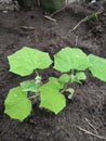 A good cucumber tree Royalty Free Stock Photo