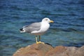 Good Curious Seagull Royalty Free Stock Photo