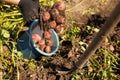 Harvesting potato. Picking dug potato from dark soil. Good soil for growing potato