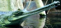 Good dental hygiene (indian gavial) Royalty Free Stock Photo