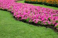 Good Design Beautiful Pink Flower and Orange Flowers near green grass in garden Royalty Free Stock Photo