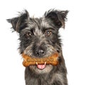 Good Dog With Treat in Mouth Royalty Free Stock Photo