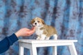 Good doggy. Master hand with delicacy for corgi puppy