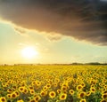 Good dramatic sunset in low clouds over agricultural field with sunflowers. Ukraine agriculture field Royalty Free Stock Photo