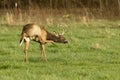 A good eight point buck stops and scratches his face while feeding