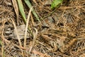 Southern Leopard Frog - Lithobates sphenocephalus Royalty Free Stock Photo