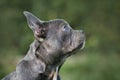 Good example of healthy brachycephalic French Bulldog dog with long nose in side profile view Royalty Free Stock Photo