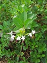 FICUS BENJAMINA MENIQUE Royalty Free Stock Photo