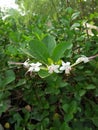 FICUS BENJAMINA MENIQUE Royalty Free Stock Photo