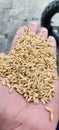 good example of rice seeds