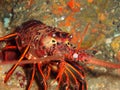 Good eyesight and long sensitive antennae help the California spiny lobster