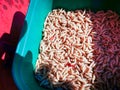 good fish worm bite in a green plastic box Royalty Free Stock Photo