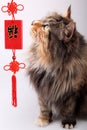 Good fortune cat. Royalty Free Stock Photo