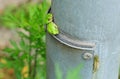 Good Friends for Japanese Tree Frogs Royalty Free Stock Photo