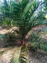 good growing oil palm