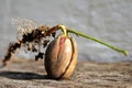 Germinating oak acorn before planting