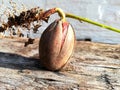 Germinating oak acorn before planting