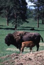 Buffalo or American bison with calf Royalty Free Stock Photo