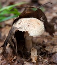 Good Hiding Place - Edible Mushroom Royalty Free Stock Photo