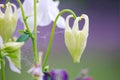 Good high columbine flowers spring