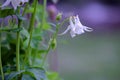 Good high columbine flowers spring