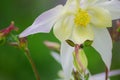 Good high columbine flowers spring