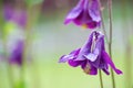 Good high columbine flowers spring