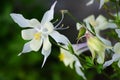 Good high columbine flowers spring