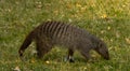 Good hyena looking for food.